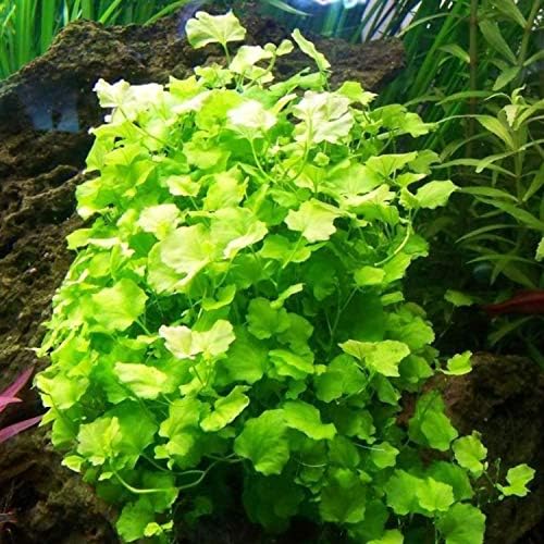 PLANTEREST - Cardamine Lyrata sp. Planta de aquário vivo do Vietnã Decorações de água doce tropical Buy2Get1Free