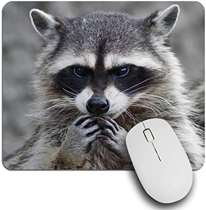 Ibiliu Mouse Pad Raccoon fofo, animais selvagens Animal cinza Raccoon Retrato Retângulo Mousepad Não deslizamento Base de borracha Mouse almofada para laptop, escritório, casa - 9,5 x 7,9 polegadas