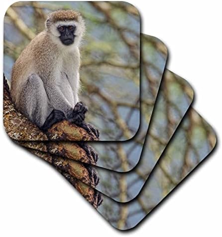 3drose Black Faced Vervet Monkey, Ngorongoro Crater, Tanzânia, África - Coasters