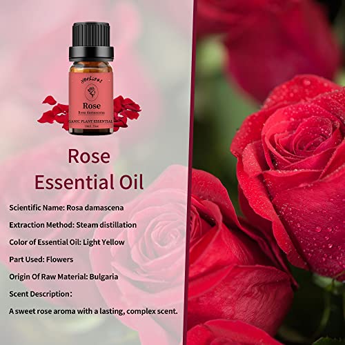 Ithious 4 pack rosa jasmim lírio lótus óleos essenciais conjuntos óleos essenciais de rosa orgânica pura para difusor,