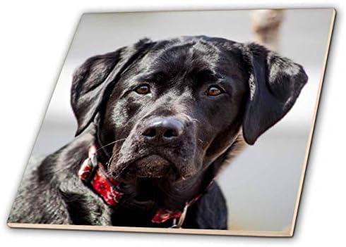 3drose tile, Black Lab Pet Dog Labrador Retriever Foto
