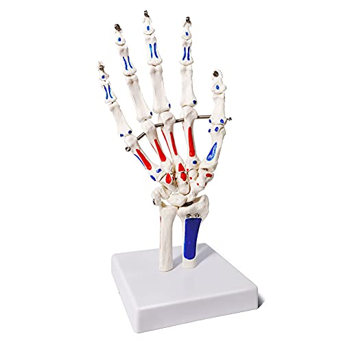 Modelo de esqueleto da mão eVotech w/articulações articuladas mostra parte do Ulna-Radius, com inserções e origens musculares