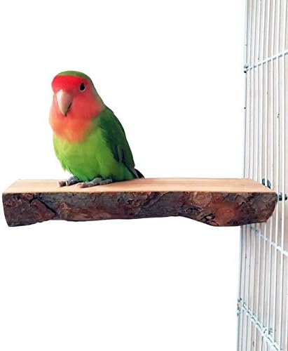 OCHSTIN 2 PACO PACOT PARROT BAV PLAGATE PLATAGEM NATURAIS DE MOLA PLAYground para o periquito conure Cockatiel Budgie