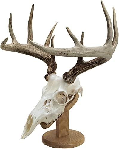 Walnut Hollow Country Wood Skull Display & Mount Kit para exibição de parede ou mesa em carvalho, marrom