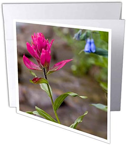 3drose rosa flor - cartões de felicitações, 6 x 6 polegadas, conjunto de 12