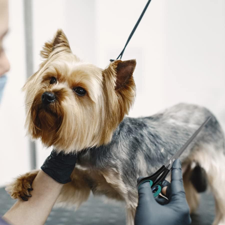 Tesariações retas de higiene reta do laser Propetz - tesoura direta de cão de 7,5 ”para cuidar de tesouras de animais
