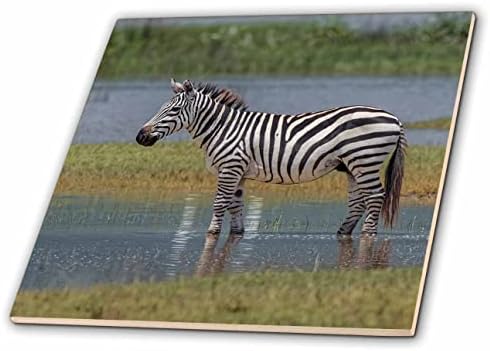 3drose Burchells Zebra, Ngorongoro Crater, Tanzânia, África - Telas