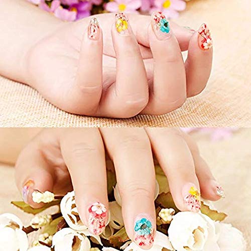 Adesivo de flores secas de unhas de valor 3D ， 60 FILHO DE PETAL 12 CORES 12 CORES NATURAL DO FLOR REAL DRISA ANESIDOS