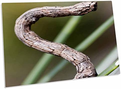 3drose USA, Washington, Geometrid Moth Caterpillar Insets -. - Tapetes de local para baixo da almofada