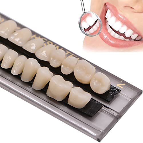 Mibiciri 140 PCs de resina acrílica dentes dentários dental dental resina sintética Denture Halloween Horror Prop 23 A2)
