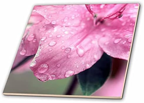 Fotografia de macro 3drose de uma azaléia rosa coberta de gotas de chuva. - Azulejos