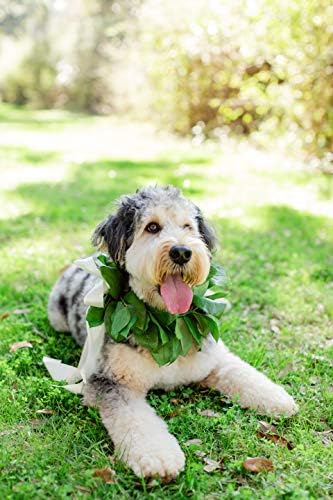 Salal Leaf - Cão de casamento de cachorro Cão grande