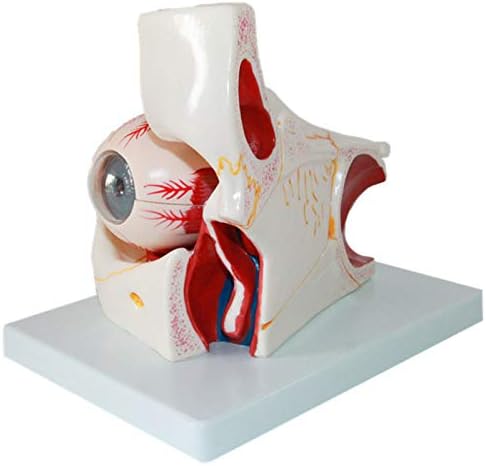 CRGL 3x Modelo olho humano aumentado, globo ocular e anatomia pálida, dissecável, 10 partes, modelo de ensino médico profissional Modelo humano