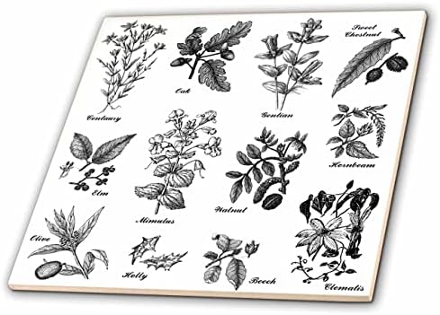 Plantas botânicas de 3drose vintage árvores Flores de Oak Elm Hornbeam Beech Centaury - Tiles