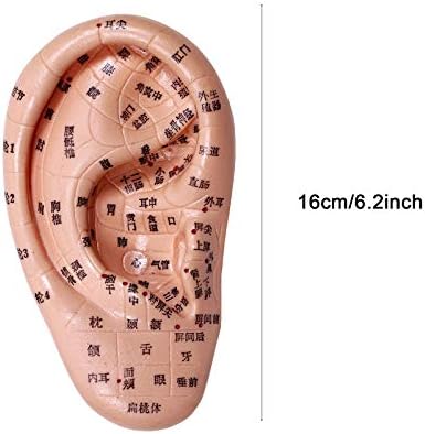 Modelo de acupuntura de ouvido de 16cm/6,2 cm