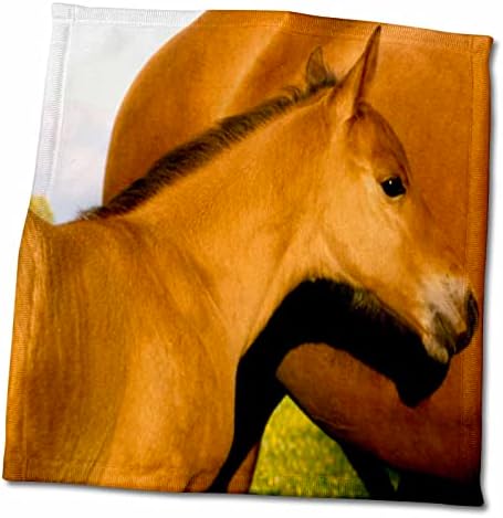 3drose tdswhite - Fotos de Equine de Cavalo - Mistenda de Farote de Pote - Toalhas - Toalhas
