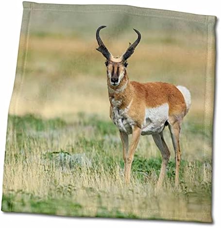 Antelope 3drose pronghorn buck em pastagens, Novo México - toalhas