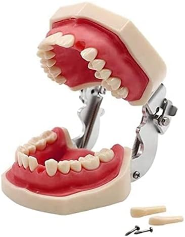 Apbeam 32teets Modelo +16teets com uma mini modelo de escovação de dentes humana para o ensino de boca dental odontológica