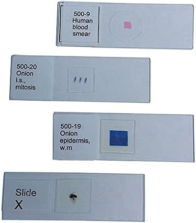 United Scientific Supplies 500-20 Mitose da ponta da raiz da cebola Slide de microscópio preparada
