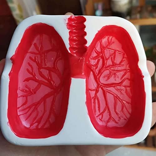 Creative Shap Lung Shapes Bandeja de cinzas vermelhas Engraores engraçados Desktop Decoração de manobra de mão Ornamentos