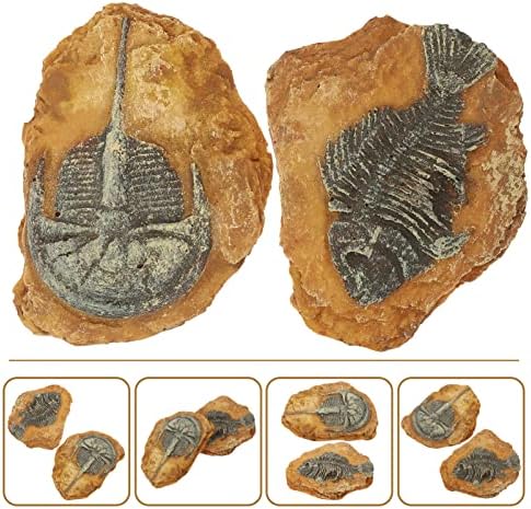 Patkaw 2pcs resina trilobita fósseis Modelo de estátua Modelo