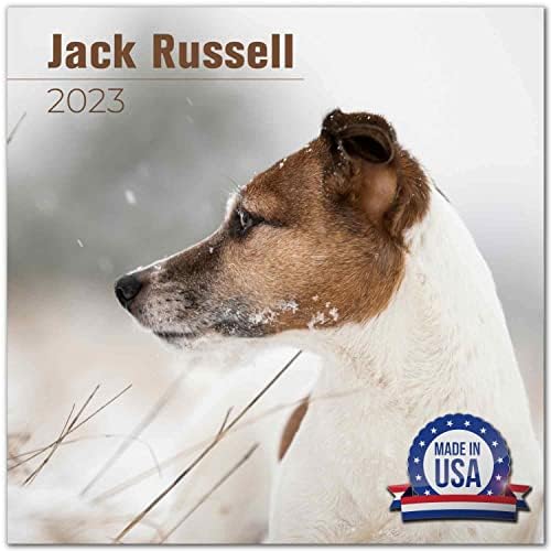 2022 2023 Jack Russell Calendário - Raça de cães Calendário mensal de parede - 12 x 24 Open - Papel sem com olhares de espessura - Presente - Calendário Planejador de Professores Acadêmicos Organização e Planejamento - Feito nos EUA