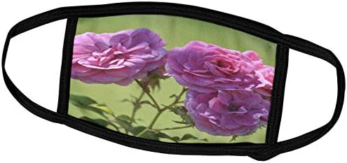 3drose ps flores - tão bonita - rosas rosa no jardim - lindas flores - máscaras faciais