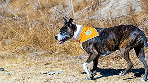 SafetyPup XD Bandana reflexiva. Oi visibilidade Blaze Orange Dog Bandana Collar para animais de estimação grandes e pequenos. Acessórios ideais para cães para caminhar, acampar e fazer uma exploração de trela.