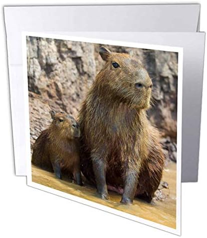 3drose Danita Delimont - Baby Animals - Brasil. Um Capybara sentado em água enlameada com seus filhos. - 1 cartão de felicitações com envelope