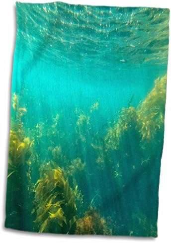 3drose subaquática florestas de algas fora da ilha de Catalina - toalhas