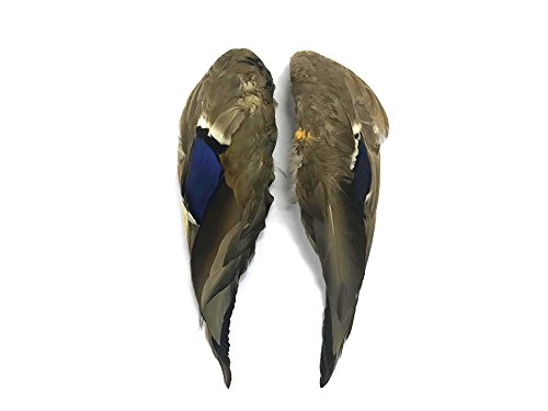 Pena da luz da lua | 1 par - Iridescente Blue Complete Mallard Duck Wing Feather Conjunto