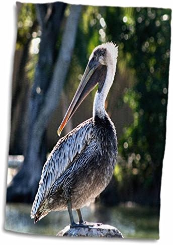 3drose susans zoológico tripulação - jovem pelicano no toco - toalhas