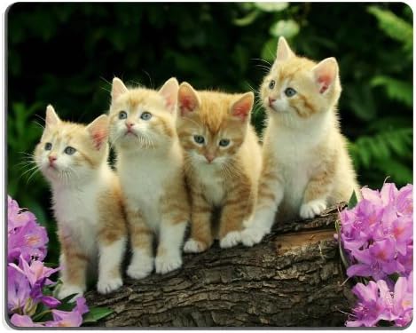 Flor de gatinho fofo grupo engraçado gato gato animal pet mouse almofadas personalizadas feitas sob encomendar suporte pronto