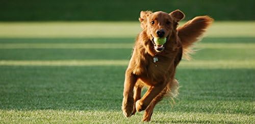 Best Pet Supplies LLC Cuidado urinário para cães - suporte avançado do trato urinário - para cães - mastigável - poderosa fórmula de