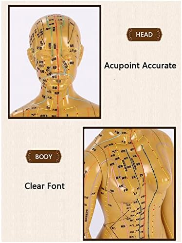 Modelo de acupuntura humana kh66zky Modelo de medicina chinesa Meridian Points Health Massage Hand pode girar para a exibição