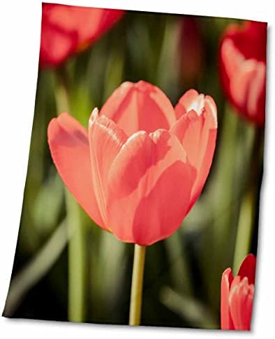3drose vermelho tulipa estilizado em cores sóbrias - toalhas