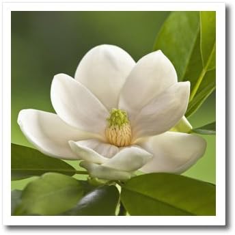 3drose ht_83297_1 Magnolia Tree Flower Blossom-NA01 AJE0188-ADAM Jones-Iron na transferência de calor para material, 8 por 8 polegadas, branco