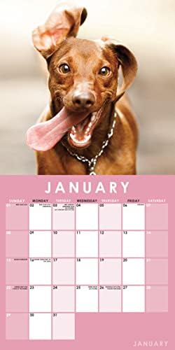 2023 Funny Dog Puppy Selfies 12 x 12 Calendário de parede suspensa, sem plástico, diariamente, semanalmente, planejador