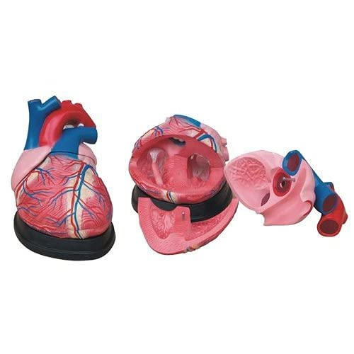 Jumbo Heart Model The Jumbo Heart Model é um novo modelo de coração inovador, projetado pelo Dr. Michael S. Smith. Ele permite que você veja dentro do coração humano sem ter que abrir a cavidade torácica.