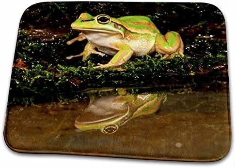 3drose Golden Bell Treefrog, nativo da Austrália - NA02 ... - Tapetes de tapete de banheiro do banheiro
