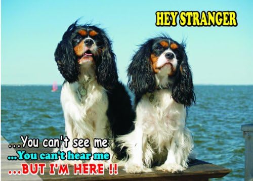 Atenção - Cuidado / Fun Sign Sign Toy Trawler Spaniel Dog para sua casa ou casa SF2249 Tamanho A5