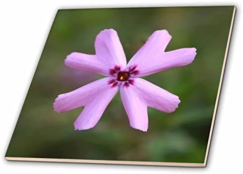 Macro de 3drose Photograph of Purple Creeping Phlox Flor In Bloom. - Azulejos