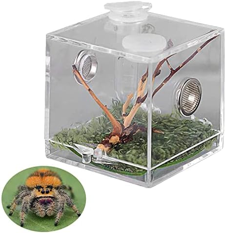 CROBORTALES REPRILE TERRARIUM - Caixa de observação transparente acrílica para insetos répteis terantula mantis escorpião de crívulo de criação de caracóis alimentação
