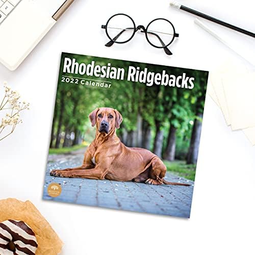 2022 Rodesian Ridgebacks Calendário de parede por dia brilhante, 12 x 12 polegadas, cachorro fofo cachorro