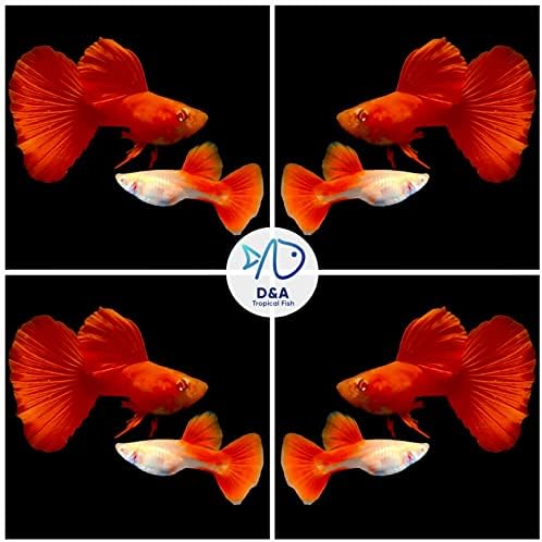 D&A Tropical Live Fish - Abino Full Red Guppy Live Fish for Aquariums, Live Fish Freshwater)