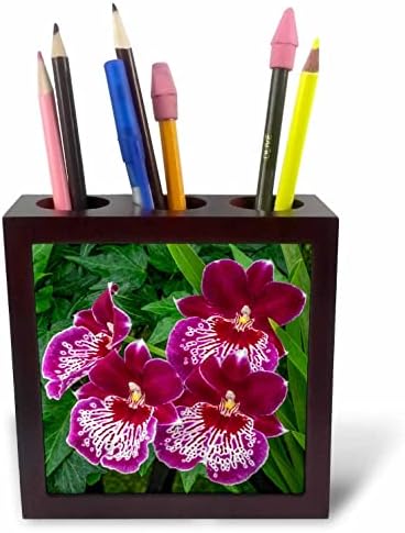 3drose Danita Delimont - Flor - Miltoniopsis Orchid - Titulares de caneta de ladrilhos