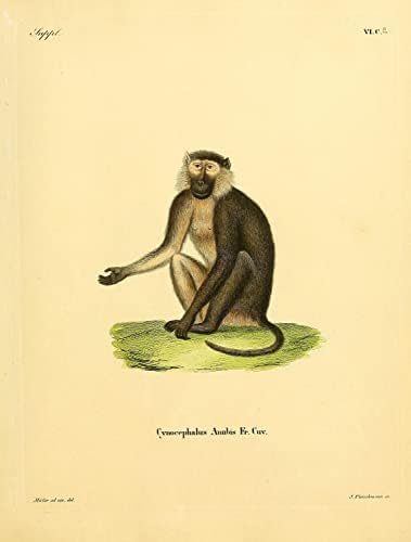 Olive Baboon PriMate Monkey Vintage Wildlife Decor de escritório de aula Zoologia Ilustração Antique Poster de Fine Art Postter - 8x10 - Impressão emoldurada