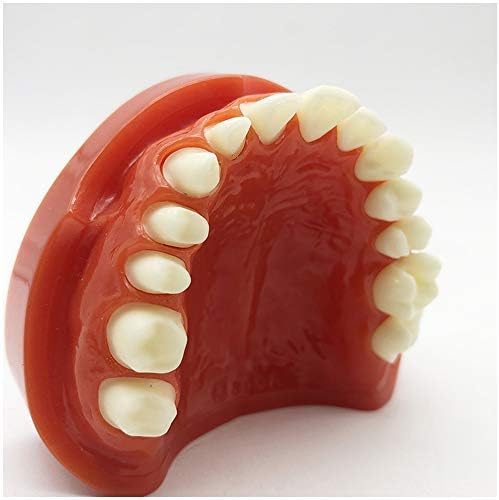 Modelo de Preparação Maxilar Kh66zky - Modelo de dentes de implante dentário - Estudo de demonstração de preparação de porcelana