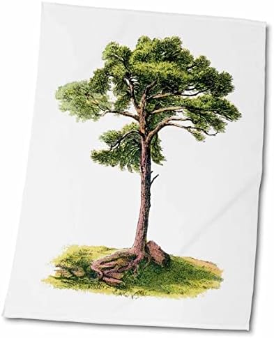 3drose Florene Victorian - 1870 Ilustração de árvores - toalhas