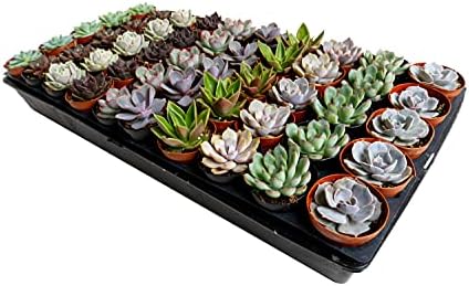 Mini suculentas, plantas variadas ao vivo, 2 polegadas em vasos em plástico, 25 pacote
